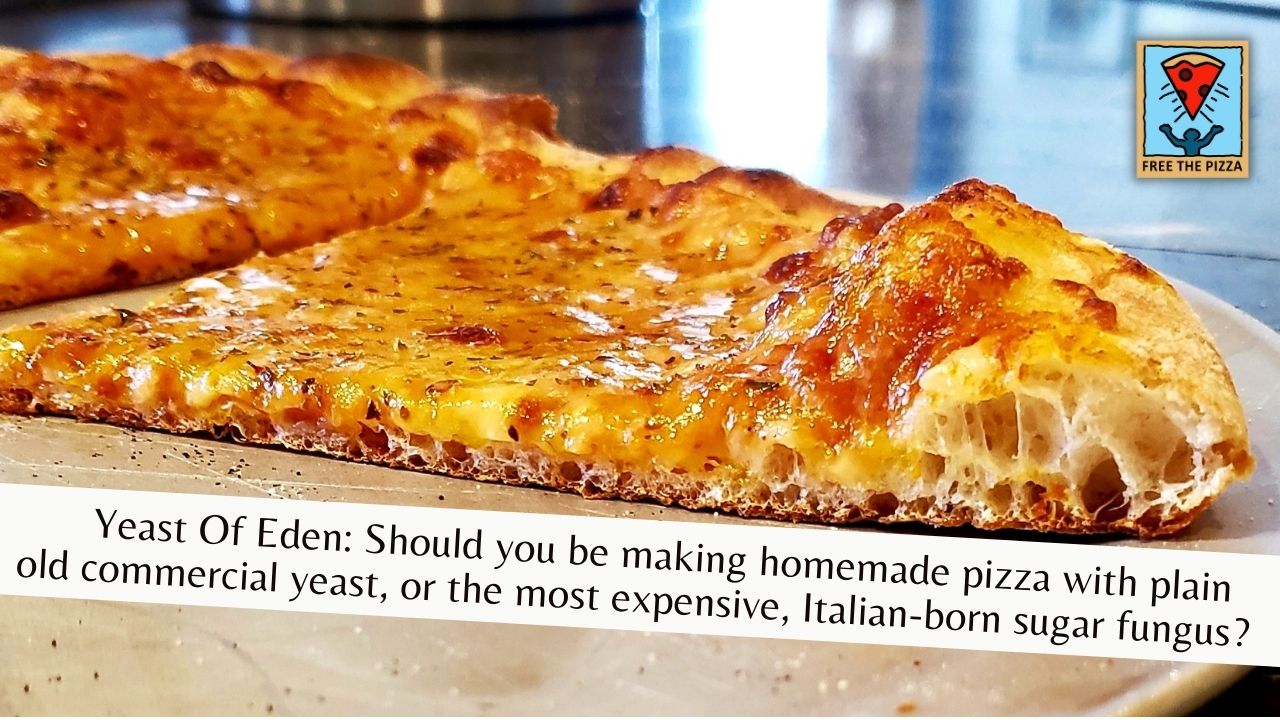 A slice of cheese pizza showing crust bubbles 